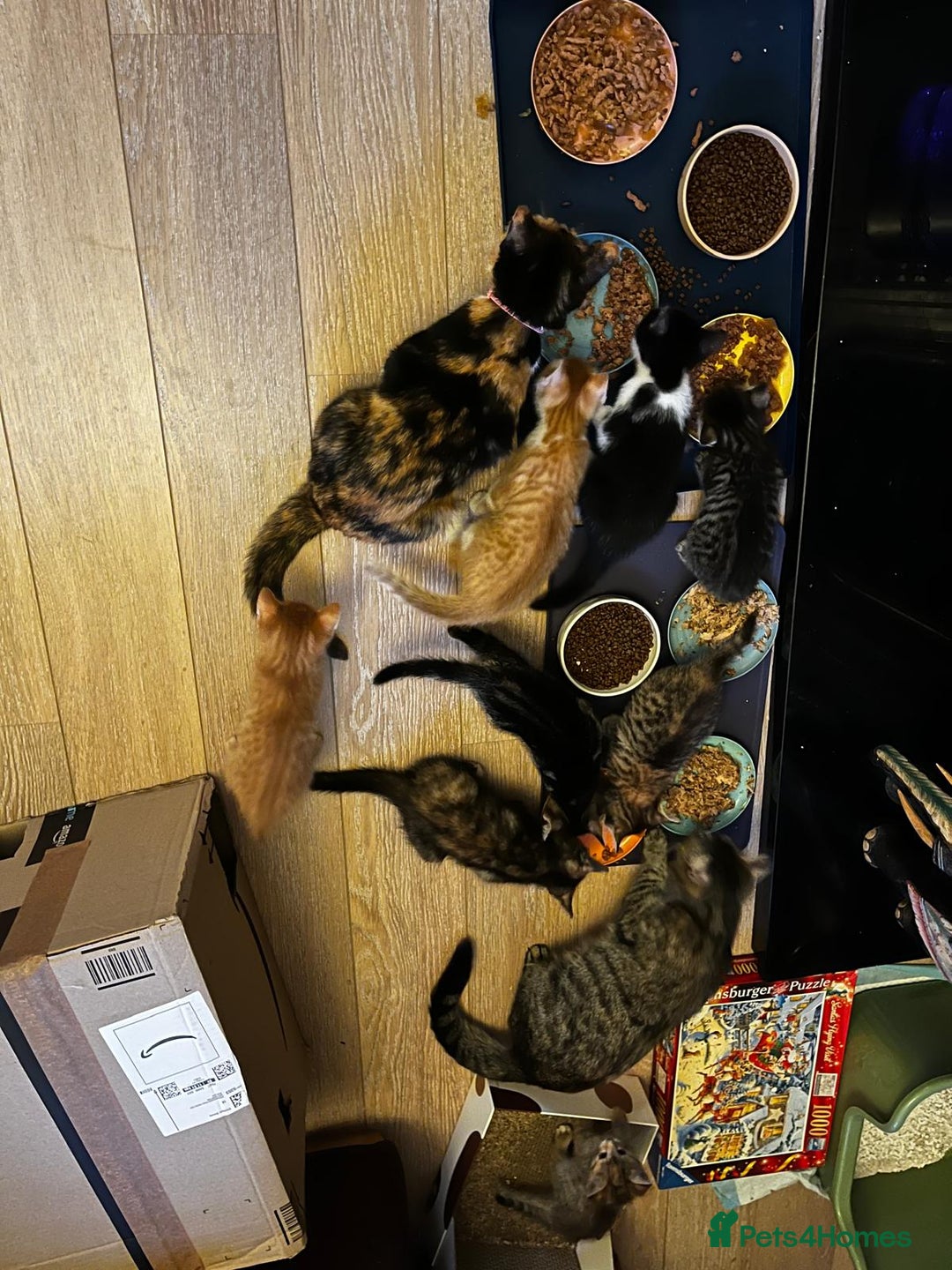 British Shorthair cats for sale: 3 kittens available - Image 3