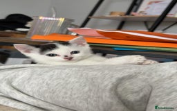 Domestic Shorthair cats for sale: Kittens for sale  - Image 9