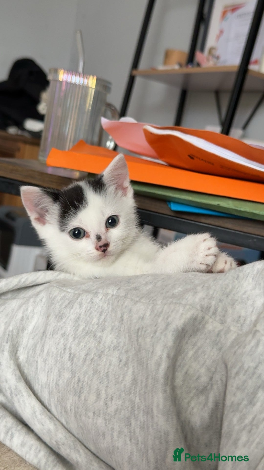 Domestic Shorthair cats for sale: Kittens for sale  - Image 9