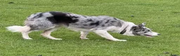 Border Collie dogs for sale: Border Collie Puppies for Sale - Advert 15