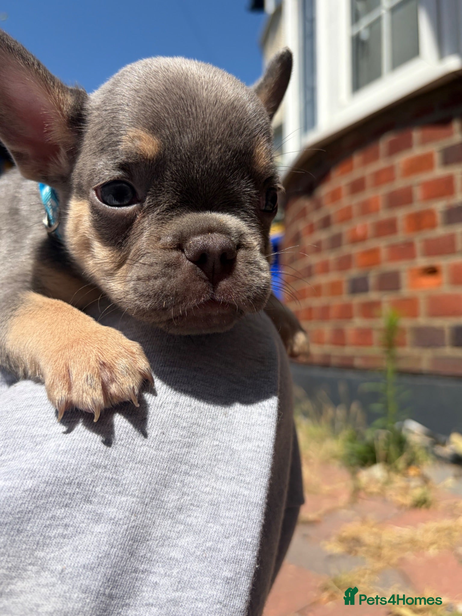 French Bulldog dogs *Beautiful DWKC Registered French Bulldog Puppies* - Advert 9