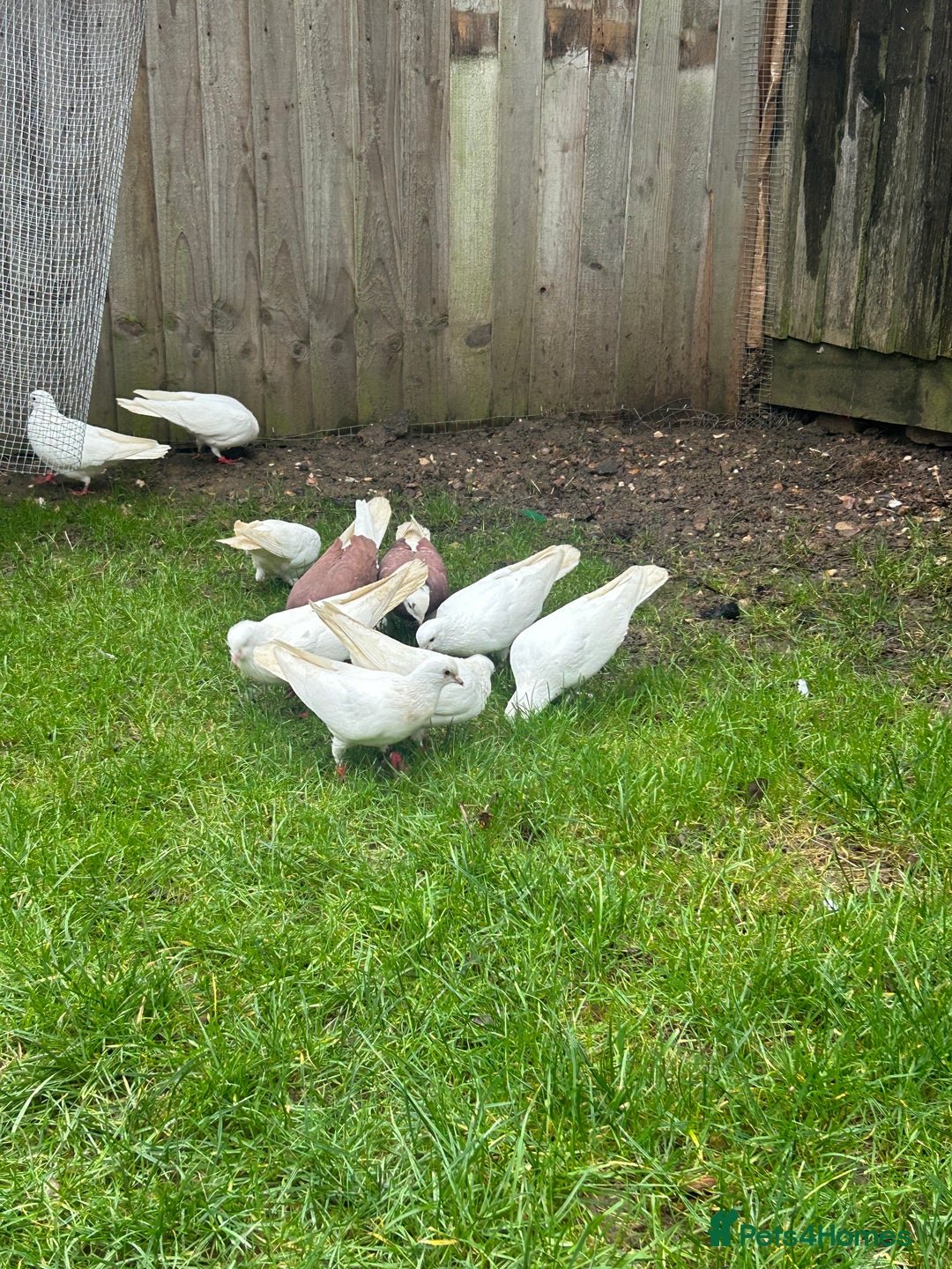 Pigeons birds for sale: Pigeons - Advert 9