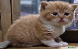 British Shorthair cats for sale: Beautiful unusual British shorthair kittens - Image 33