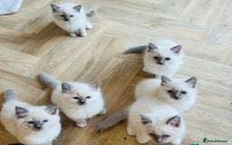 Ragdoll cats for sale: 💙🏆 1 x Beautiful Blue Ragdoll Boy Remaining 💙🏆 in Colwyn Bay - Image 1