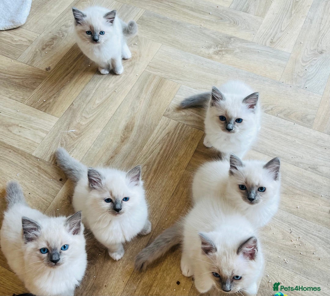 Ragdoll cats for sale: 💙🏆 1 x Beautiful Blue Ragdoll Boy Remaining 💙🏆 in Colwyn Bay - Image 1