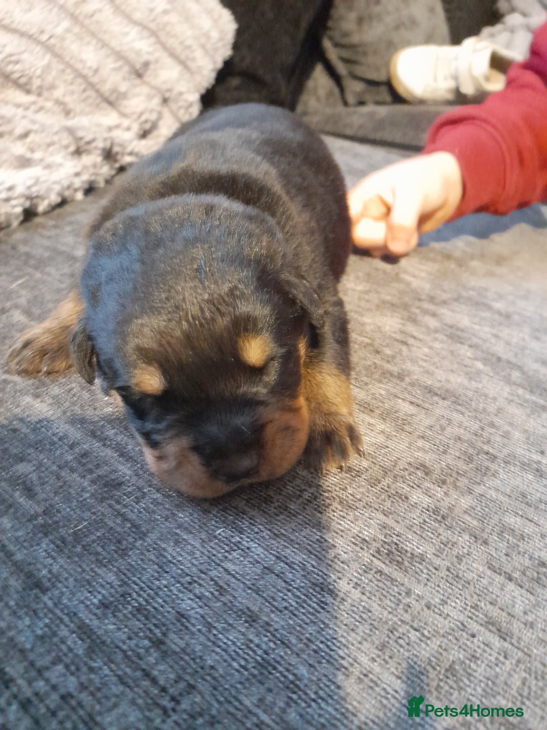 Rottweiler dogs for sale: Rottweiler  - Image 4