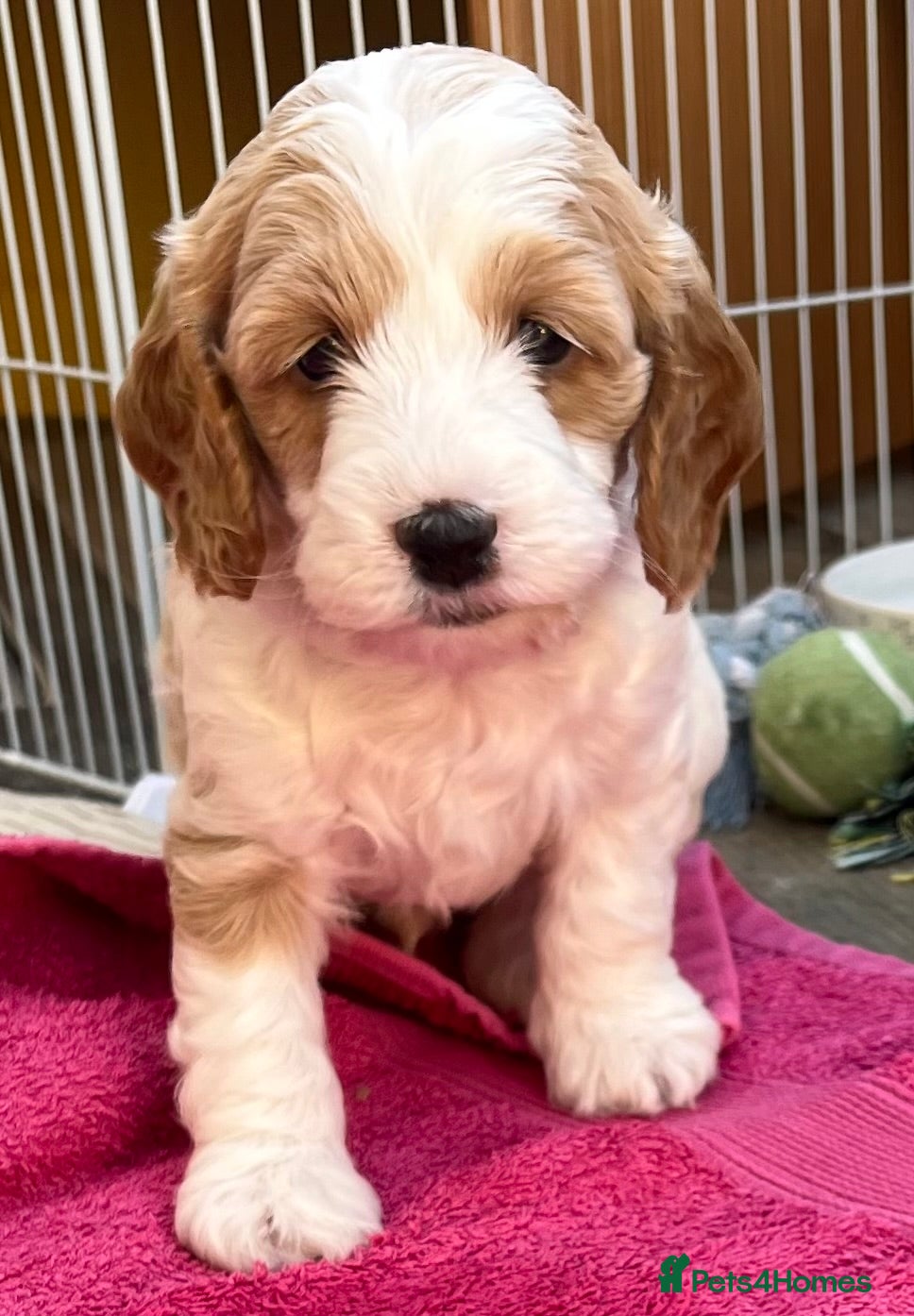 Cockapoo dogs 🔥F1b Cockapoo Pups-Parti Colours-Ready 16th May - Advert 1