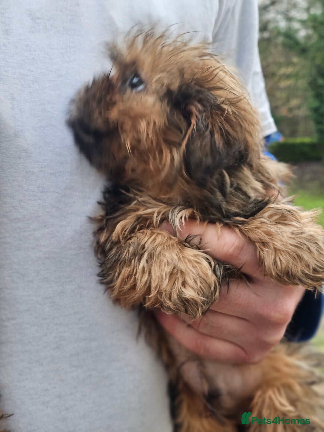 Shihpoo dogs for sale: Shih poo puppies - Advert 8