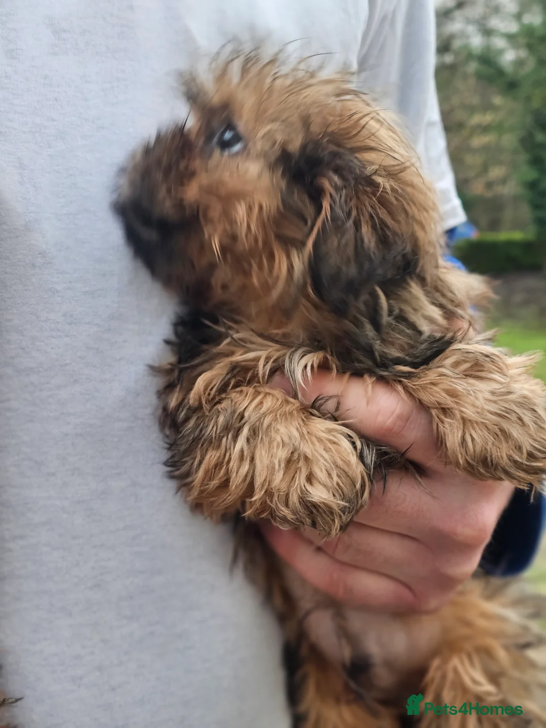 Shihpoo dogs for sale: Shih poo puppies - Advert 17