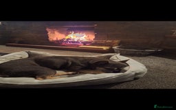 French Bulldog dogs for sale: Nala ❤️ - Image 2