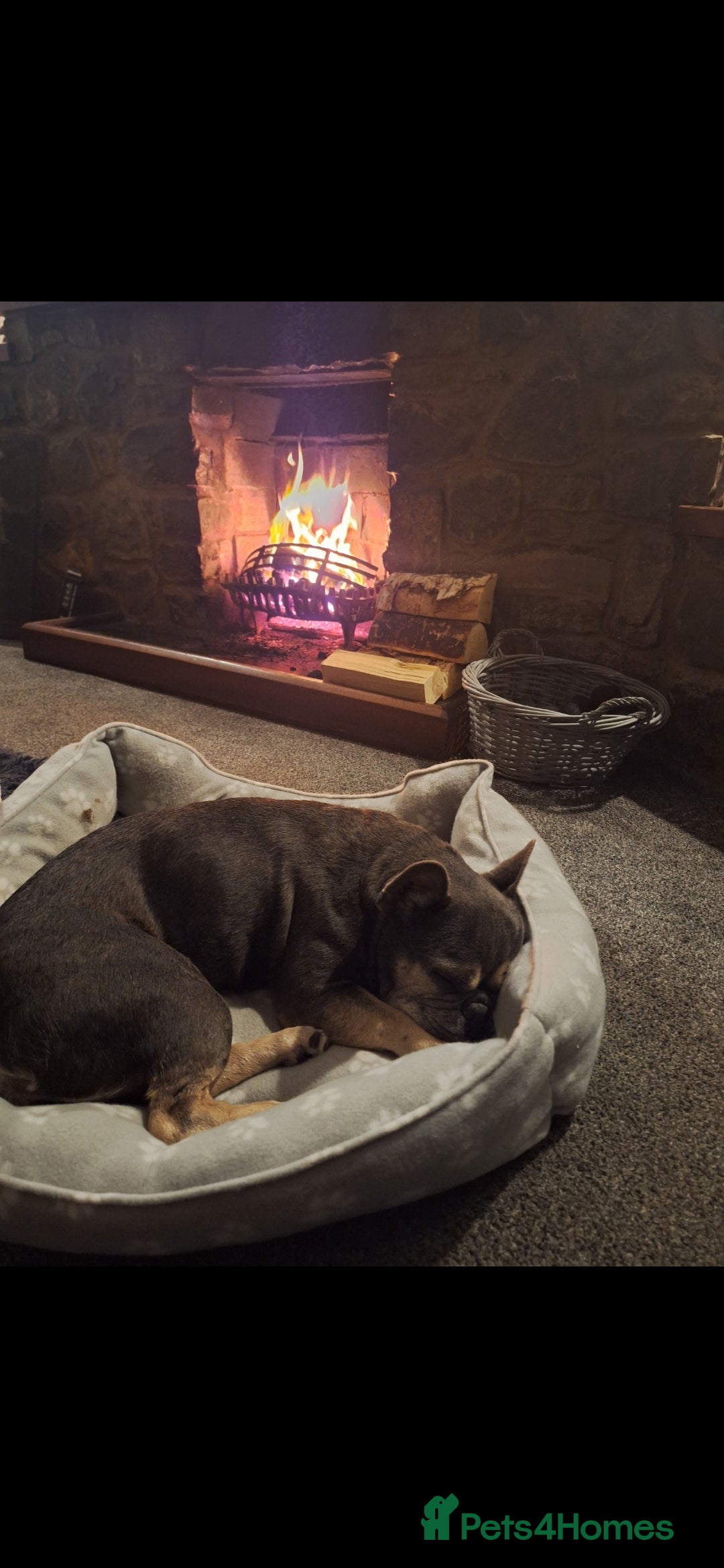 French Bulldog dogs for sale: Nala ❤️ - Image 2