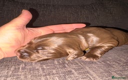 Cockerdor dogs for sale: Cockerdors  - Advert 17