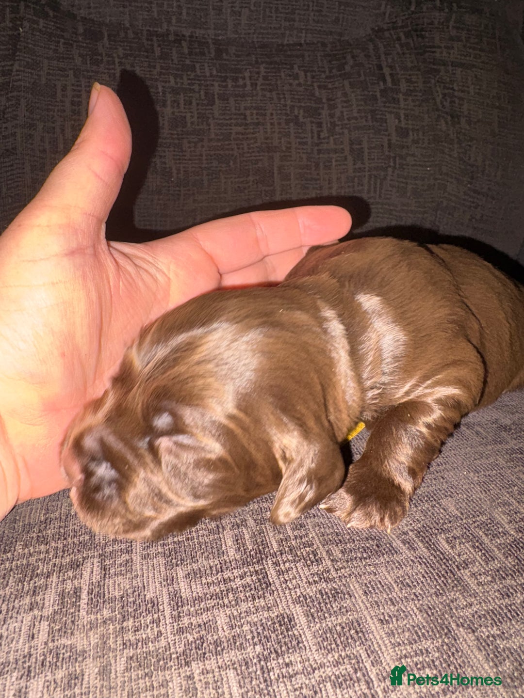 Cockerdor dogs for sale: Cockerdors  - Advert 17