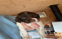 English Springer Spaniel dogs for sale: Sired by Brocklinton Bertie FTCH, docked - Image 15