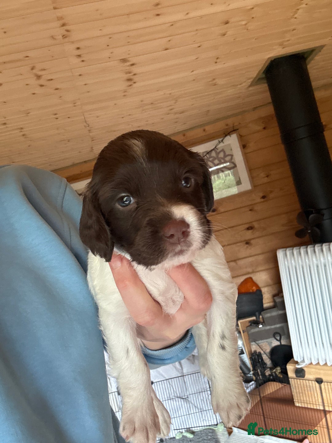 English Springer Spaniel dogs for sale: Sired by Brocklinton Bertie FTCH, docked - Image 15