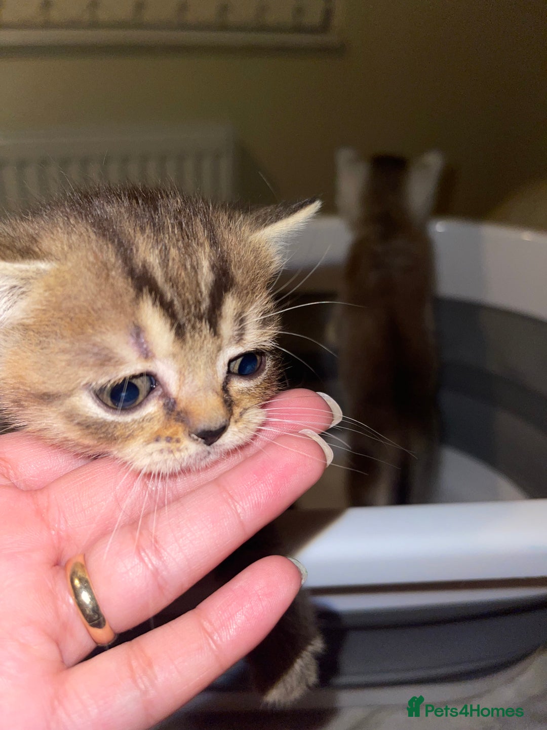 British Shorthair cats for sale: British short hair kittens - Image 19