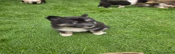 Siberian Husky dogs for sale: Yakutian Laika puppies  - Advert 5