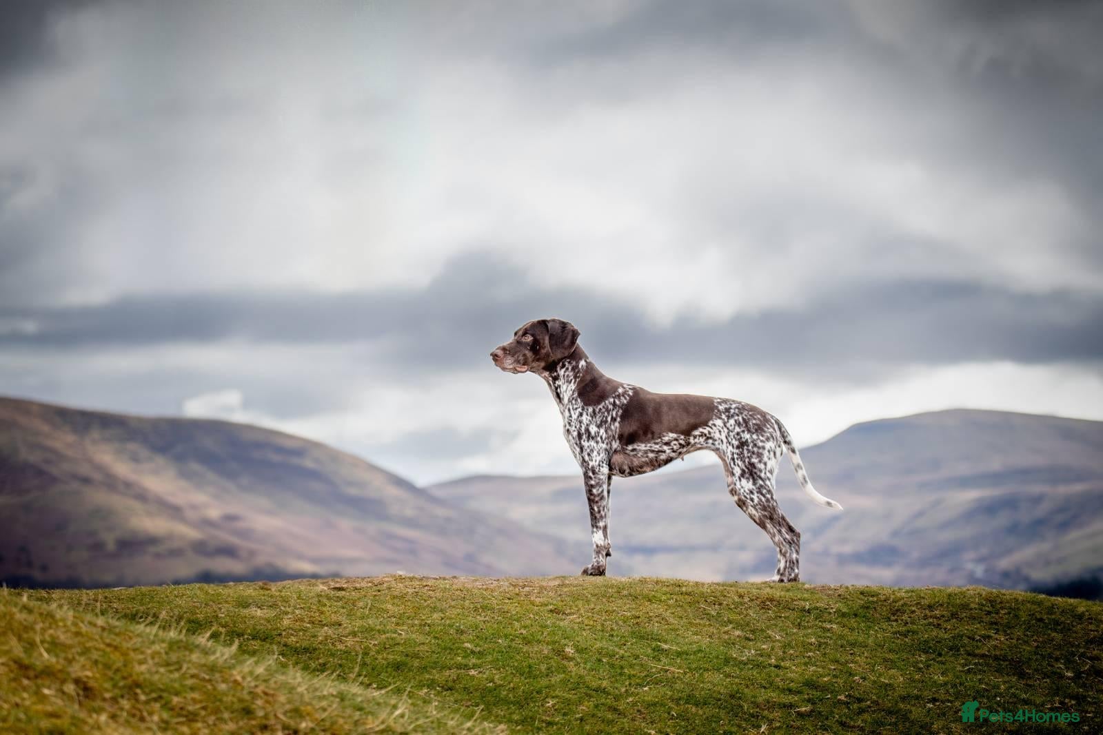 German Shorthaired Pointer dogs Matilda - Advert 1