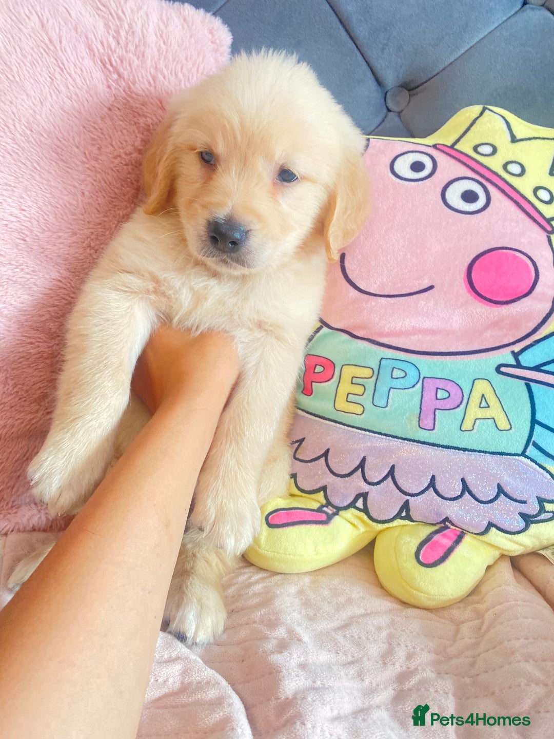 Golden Retriever dogs for sale: Beautiful KC golden pups ready to leave 🥰🥰🏡 - Image 15