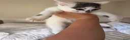 Mixed Breed cats for sale: KITTEN FOR SALE BOY - Advert 9