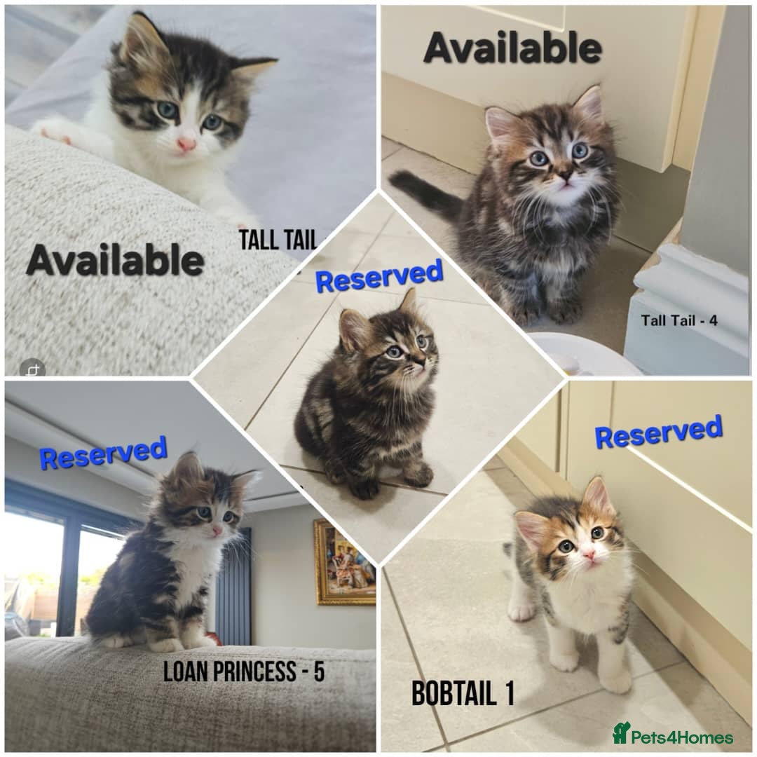 Mixed Breed cats Kuril- Doll🐾 Tiny Paws Seeking Forever Homes! 🐾 - Advert 1