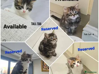 Mixed Breed cats Kuril- Doll🐾 Tiny Paws Seeking Forever Homes! 🐾 - Advert 1