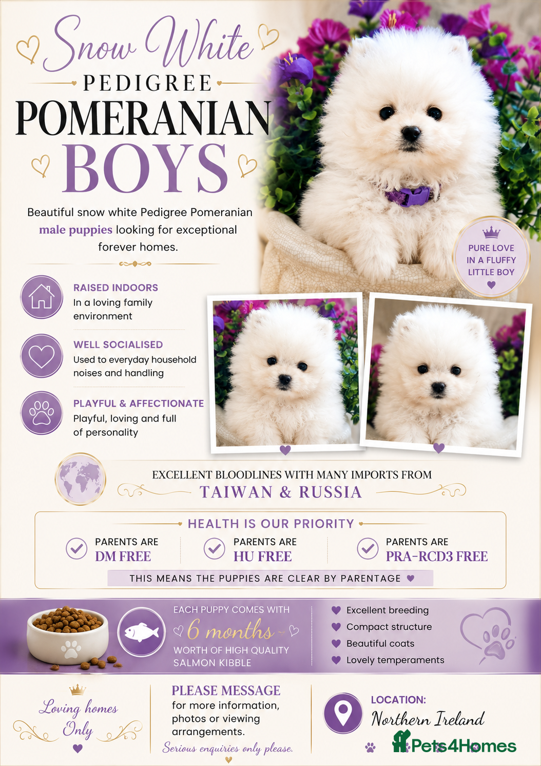 Pomeranian dogs White Pomeranian Males - Advert 2