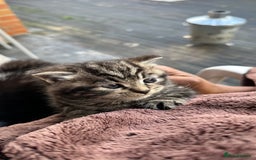 Mixed Breed cats for sale: Adorable kittens - Image 1