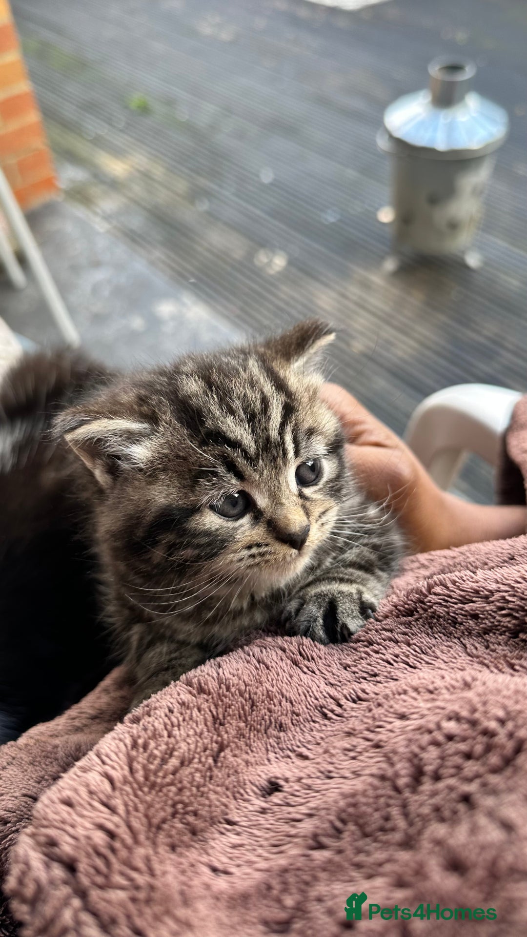 Mixed Breed cats for sale: Adorable kittens - Image 1