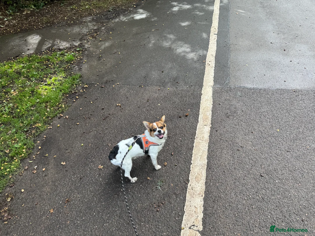 Mixed Breed dogs for sale: Jack 1 year old mixed breed small dog - Advert 4