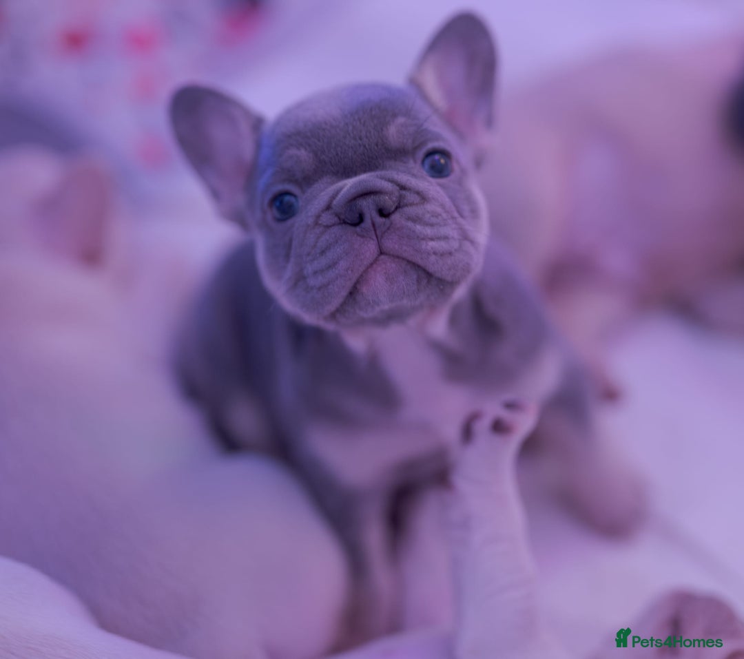 French Bulldog dogs for sale: KC French Bulldog Ready Now ! - Image 34