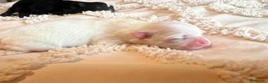 Pomeranian Puppy 2