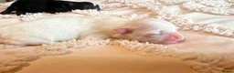 Pomeranian dogs for sale: 👑Perfect Pomeranian puppies 🐶  - Advert 5