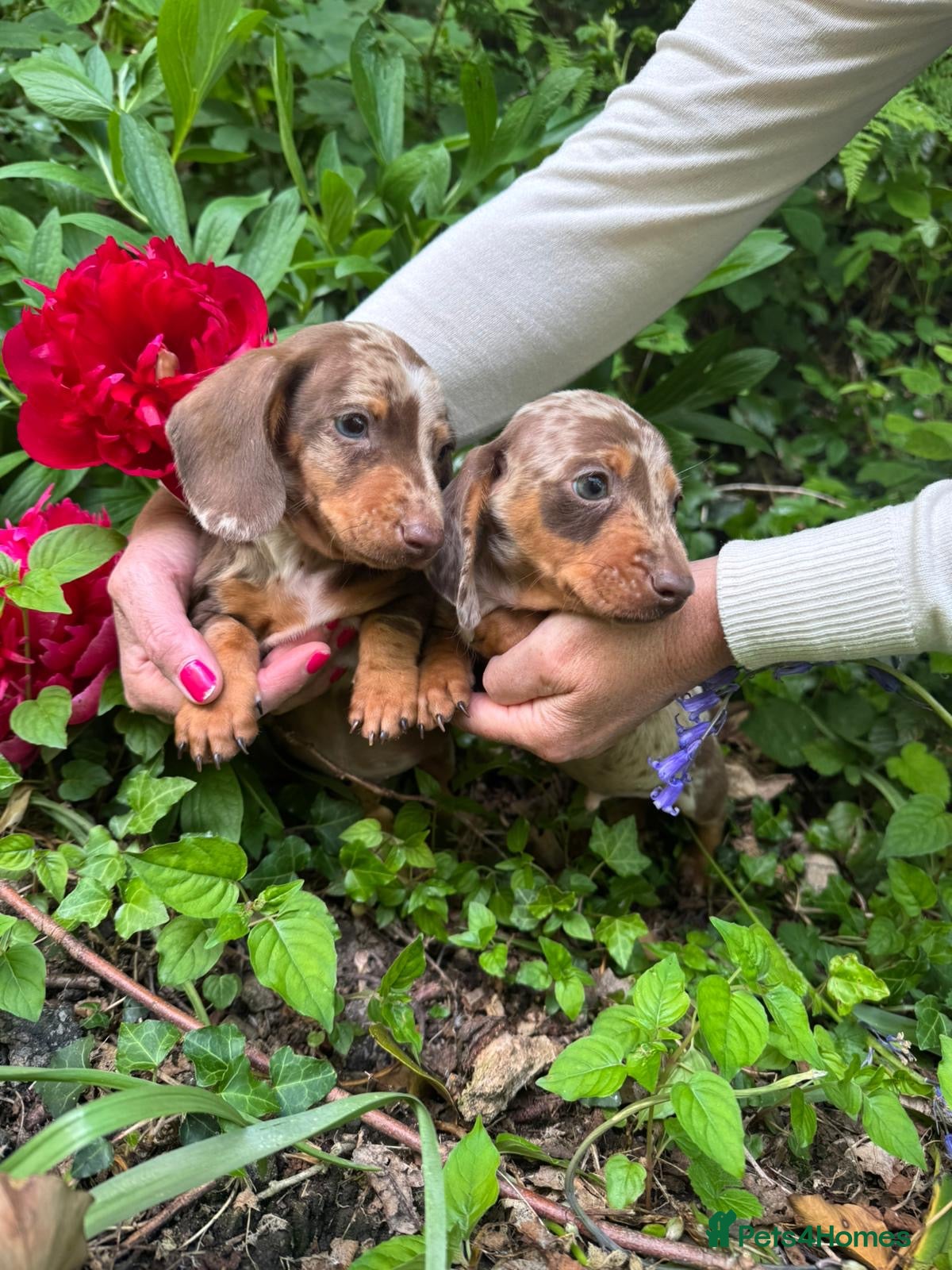 Miniature Dachshund dogs KC Miniature dachshund  - Advert 1