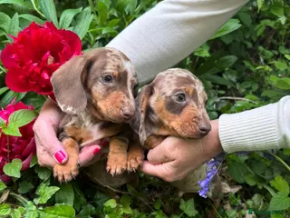 Miniature Dachshund dogs KC Miniature dachshund - Advert 1