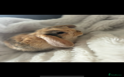 Mini Lop rabbits for sale: Mother & son stunning Mini Lops 3.5yr & 1 year old - Image 4