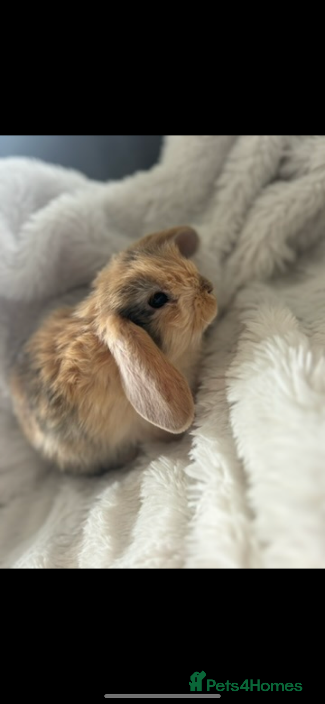 Mini Lop rabbits for sale: Mother & son stunning Mini Lops 3.5yr & 1 year old - Image 4