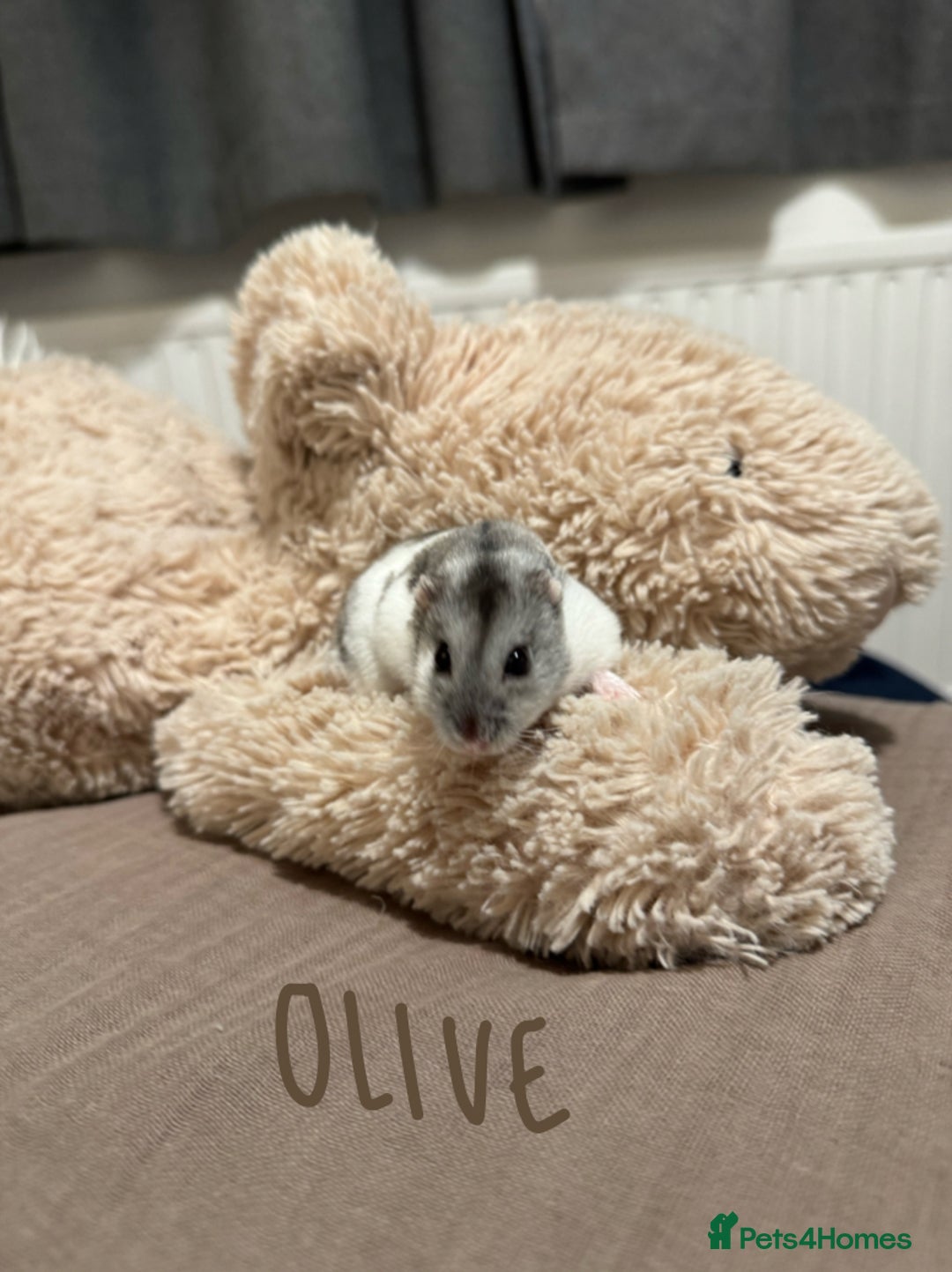 Hamster rodents for sale: 3x Winter White Dwarf Hamsters - Advert 6