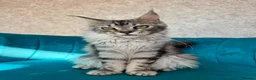 Maine Coon cats for sale: TICA Pedigree Registered Maine Coon Kittens - Advert 12