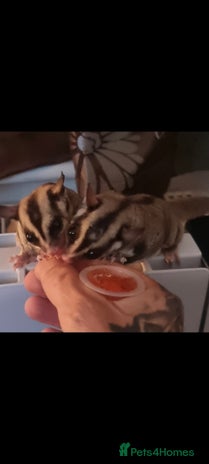Sugar Glider rodents - Advert 3