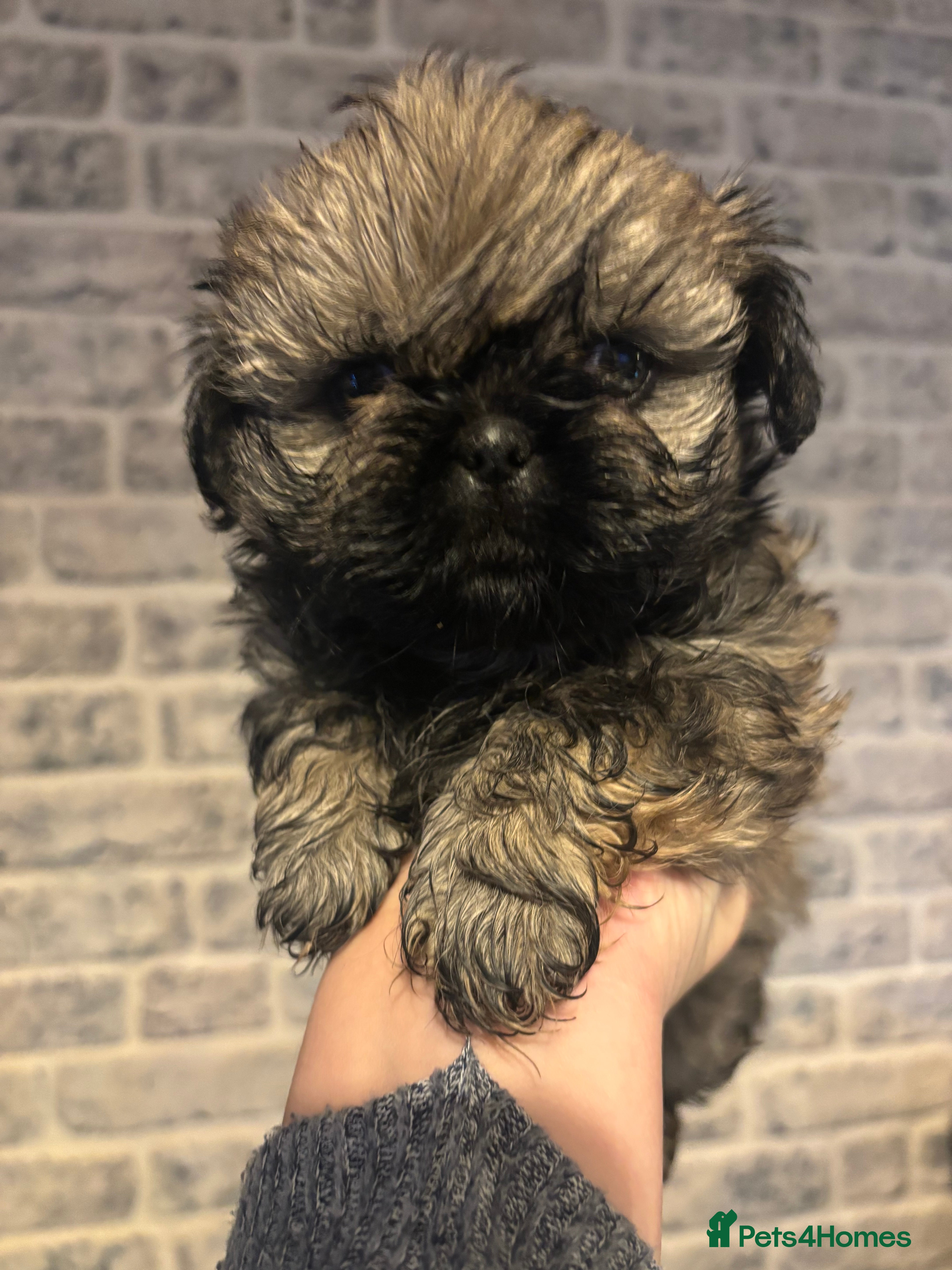 Shih Tzu dogs Imperial Shih Tzu male - Advert 14