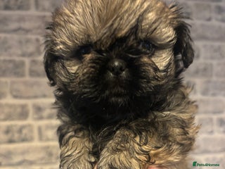 Shih Tzu dogs Imperial Shih Tzu male - Advert 2