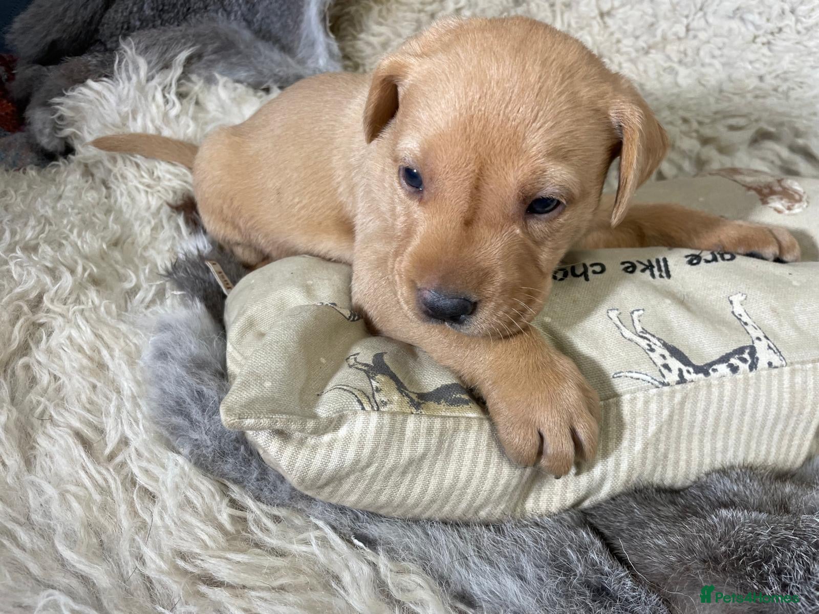 Labrador Retriever dogs 3 Stunning KC Reg Male Pups, Health Tested Parents - Advert 4