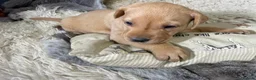 Labrador Retriever dogs for sale: 3 Stunning KC Reg Male Pups, Health Tested Parents - Advert 1