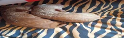 Toy Poodle dogs for sale: 2 toy poodle for sale  - Advert 5