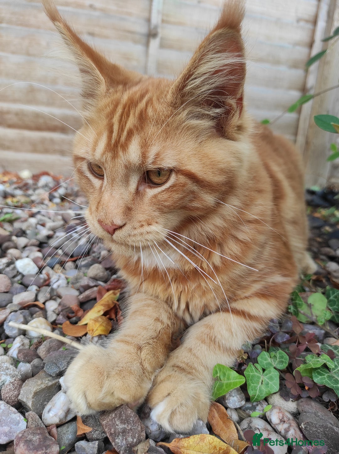 Maine Coon cats for sale: Maine Coon kittens  in Rushden - Image 4