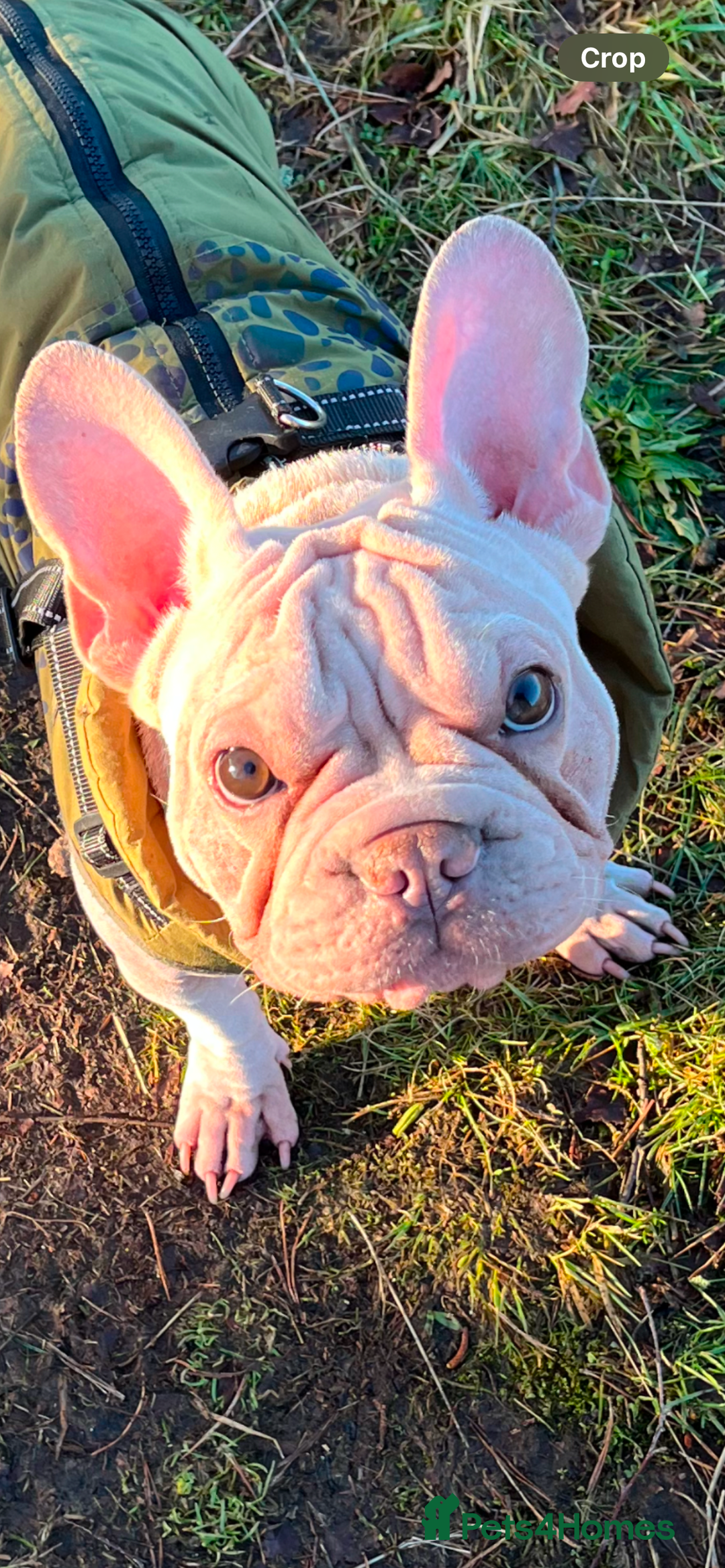 French Bulldog dogs for sale: ☃️FROSTY THE SNOWMAN☃️ - Advert 3