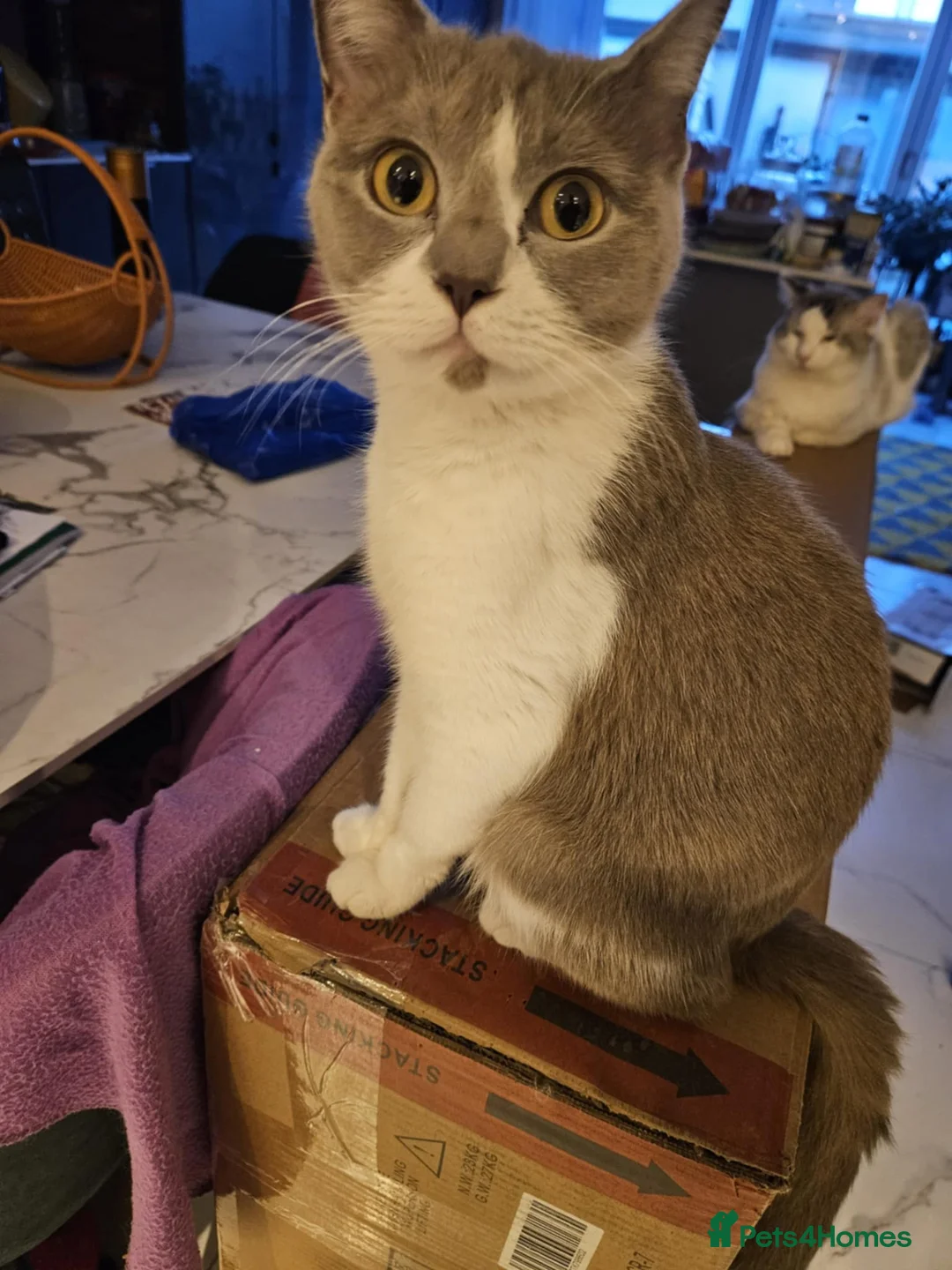 Ragdoll cats for sale: 4 kittens ragdoll and British shorthear mix - Advert 1