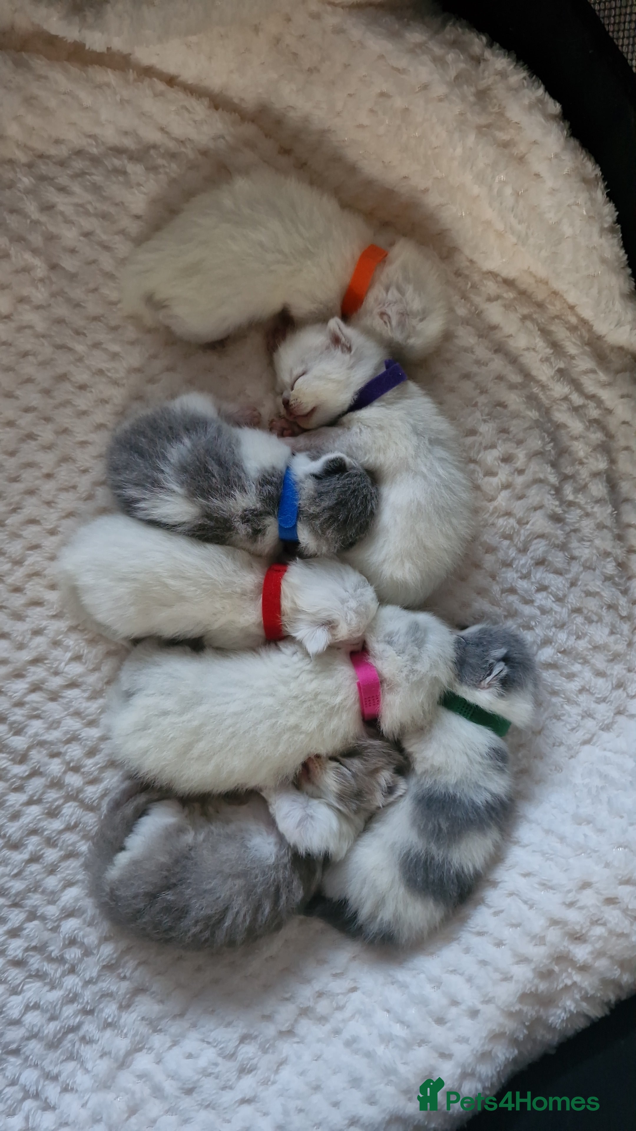 British Shorthair cats British shorthair  - Advert 6