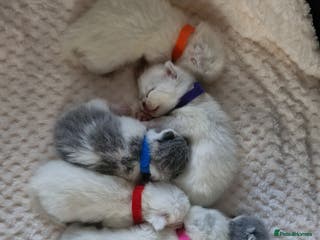 British Shorthair cats British shorthair - Advert 3